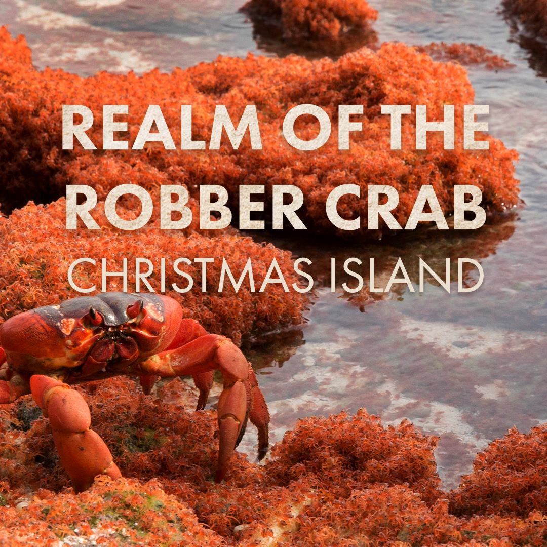 Realm Of The Robber Crab - Christmas Island