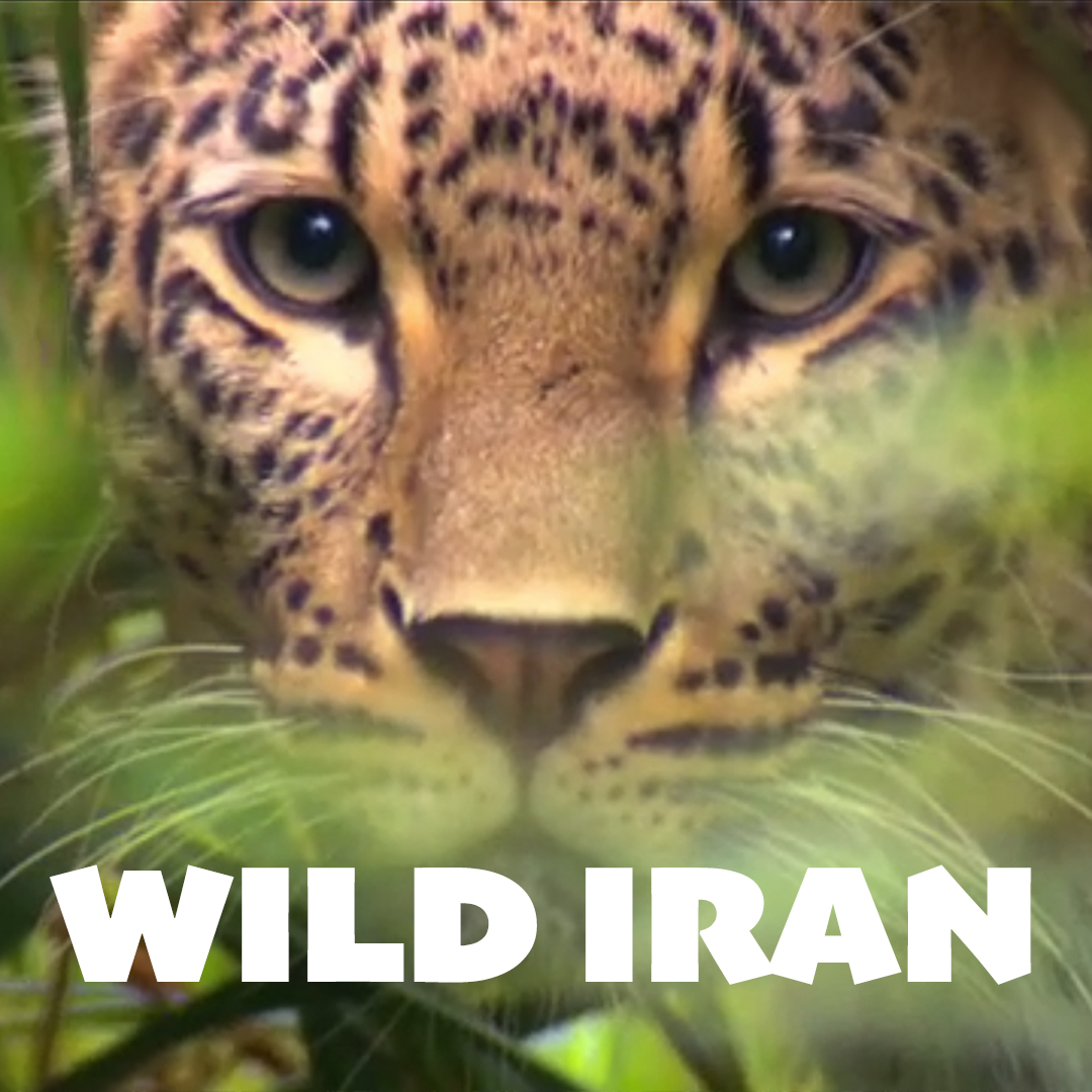 Wild Iran