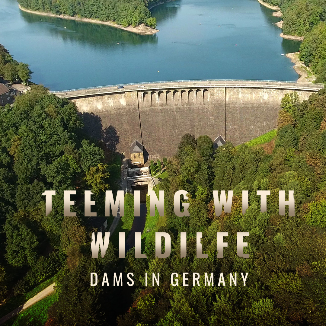 Teeming With Wildlife - Dams In Germany