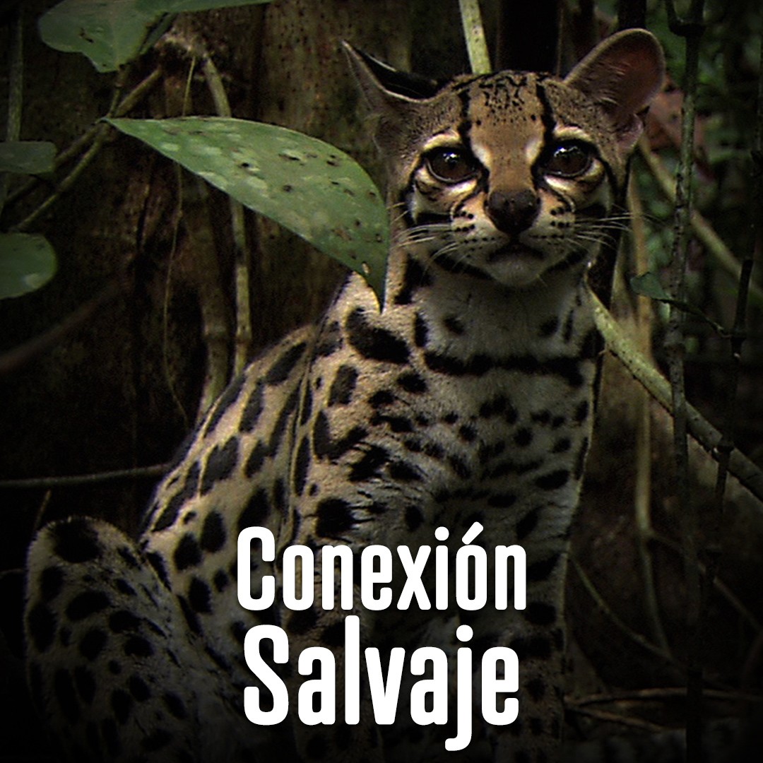 Conexión Salvaje