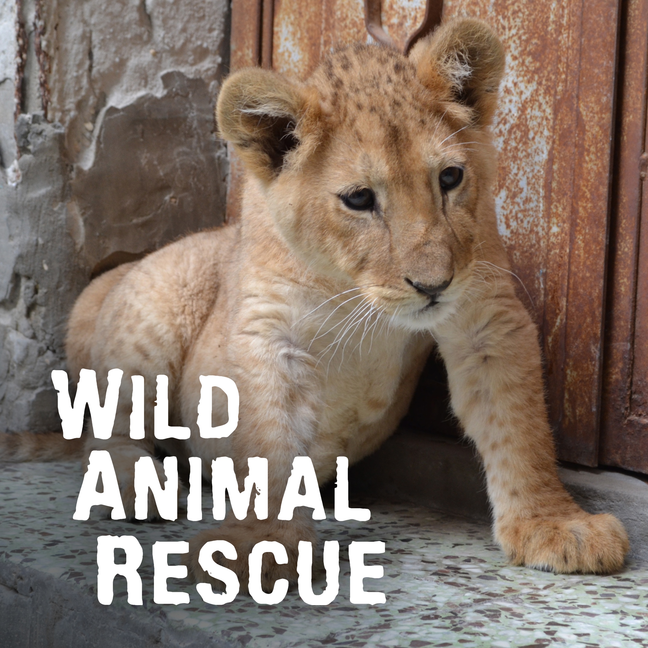 Wild Animal Rescue