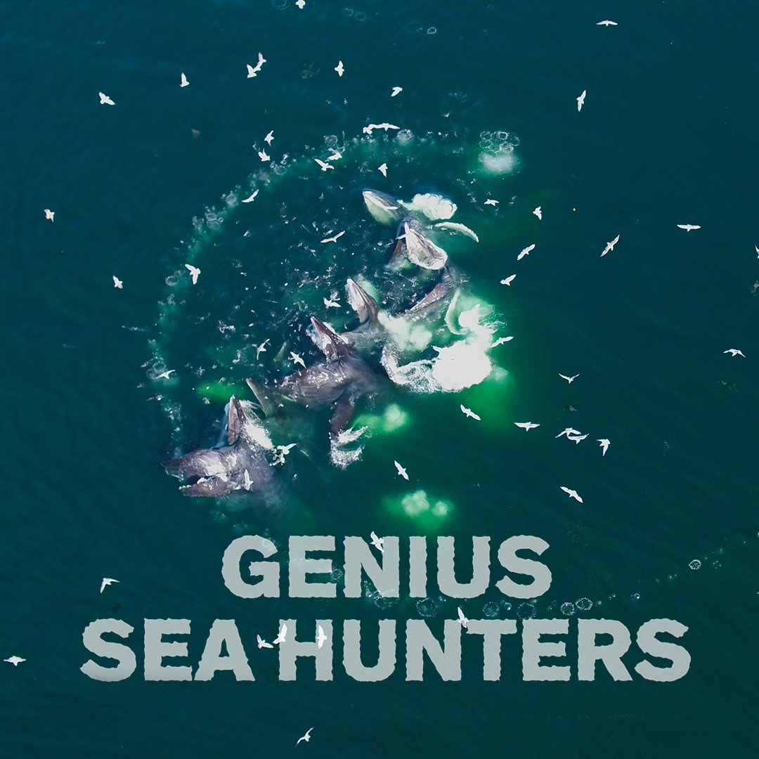 Genius Sea Hunters