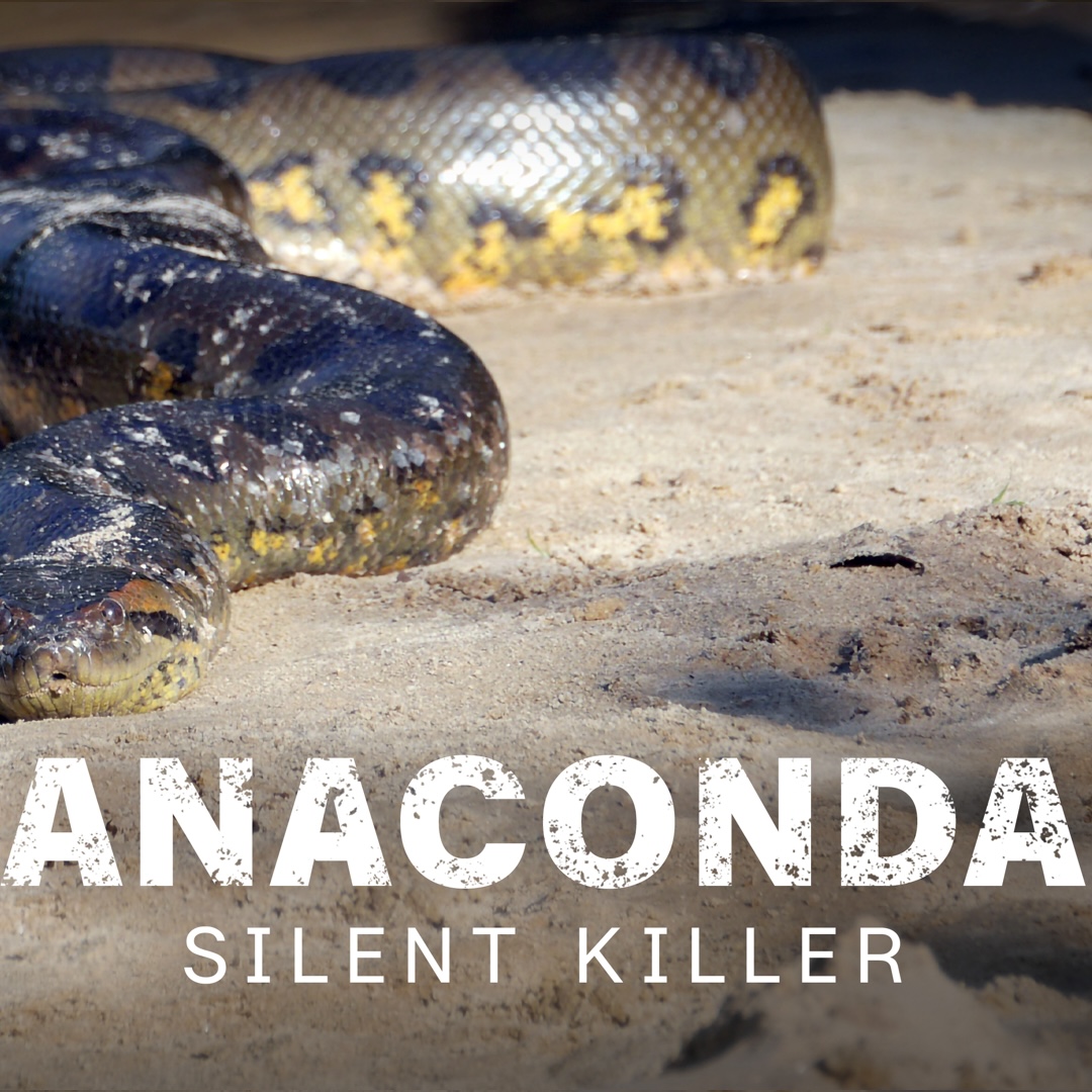 Anaconda - Silent Killer