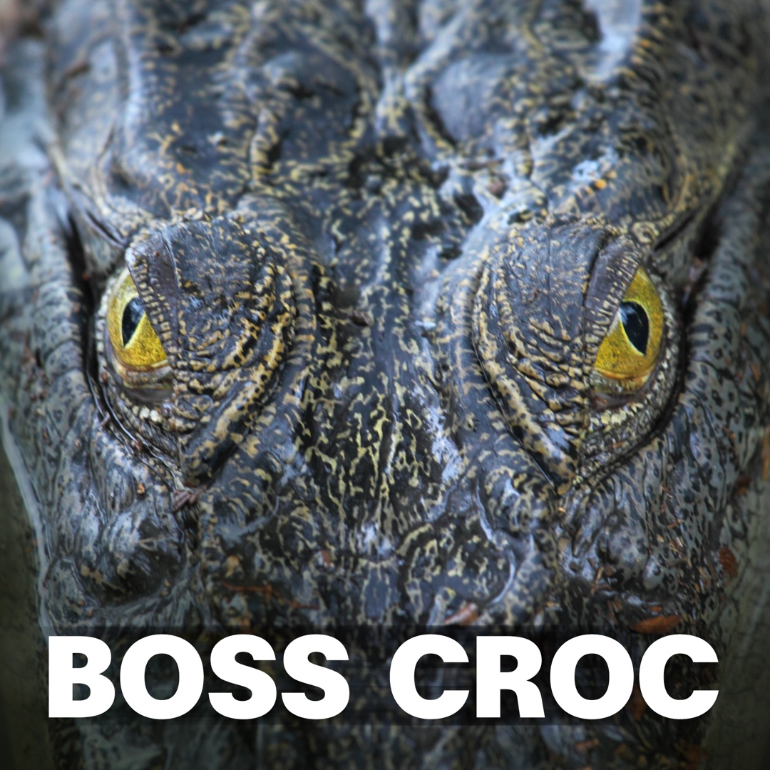 Boss Croc