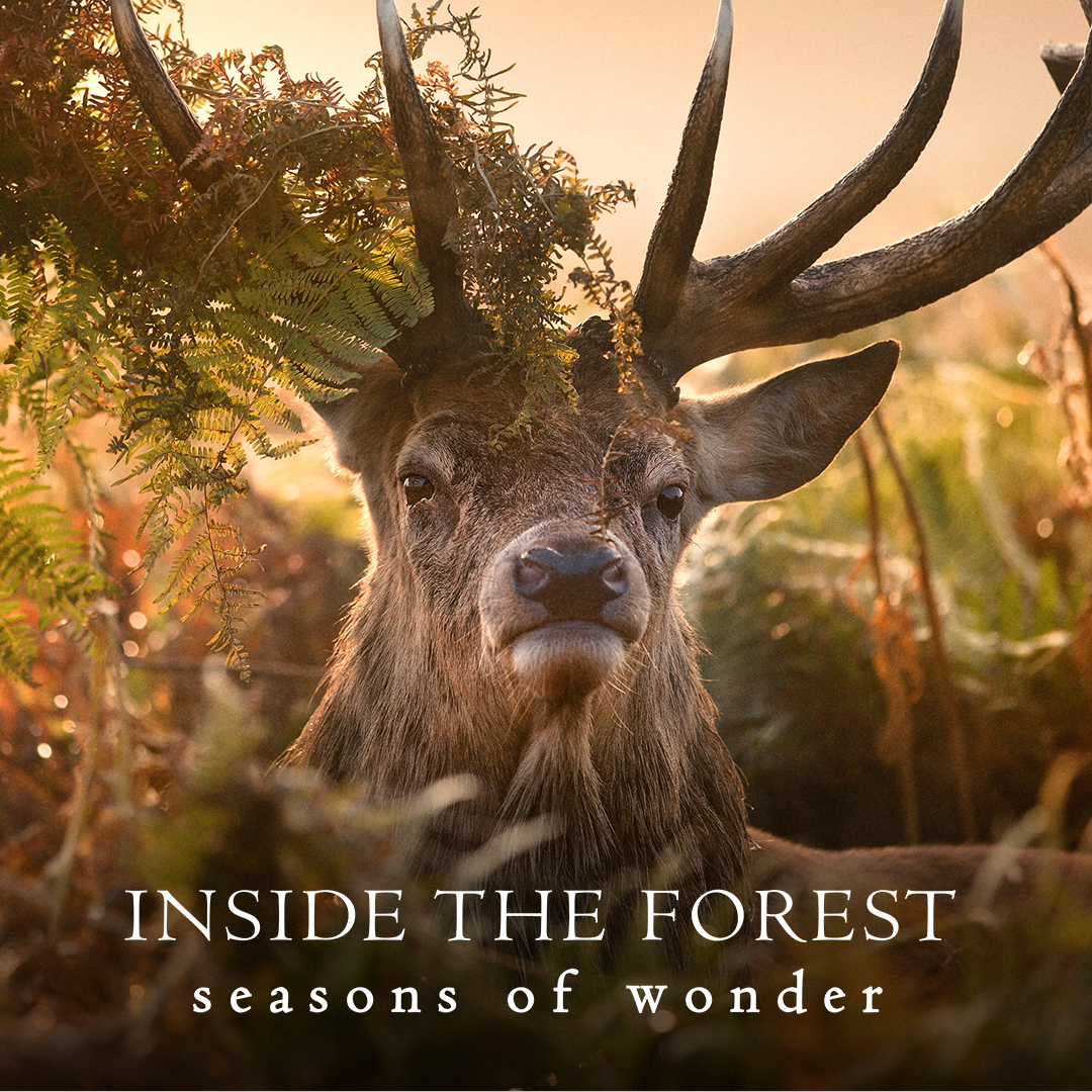 Inside the Forest: Seasons of Wonder
