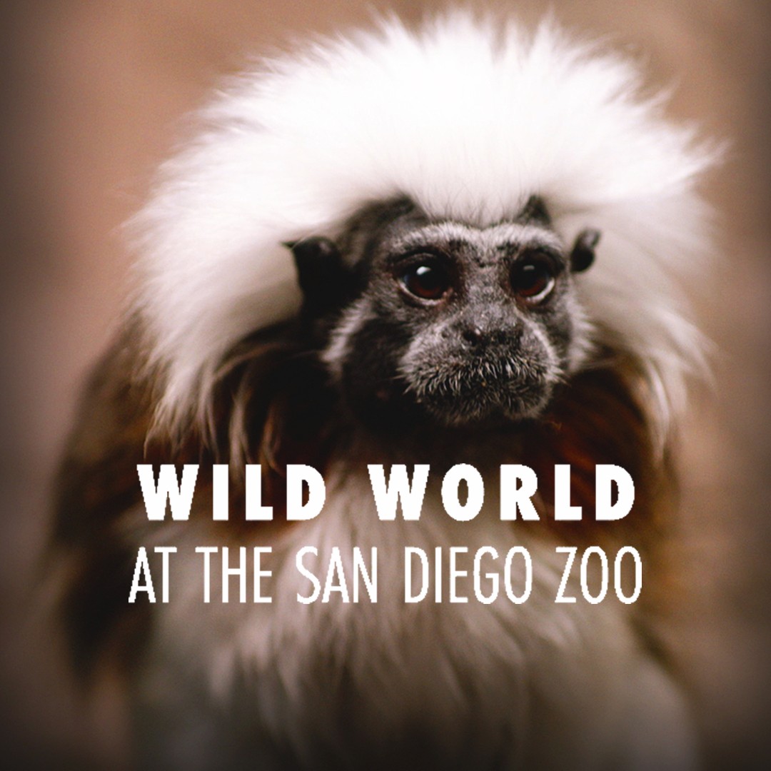 Wild World