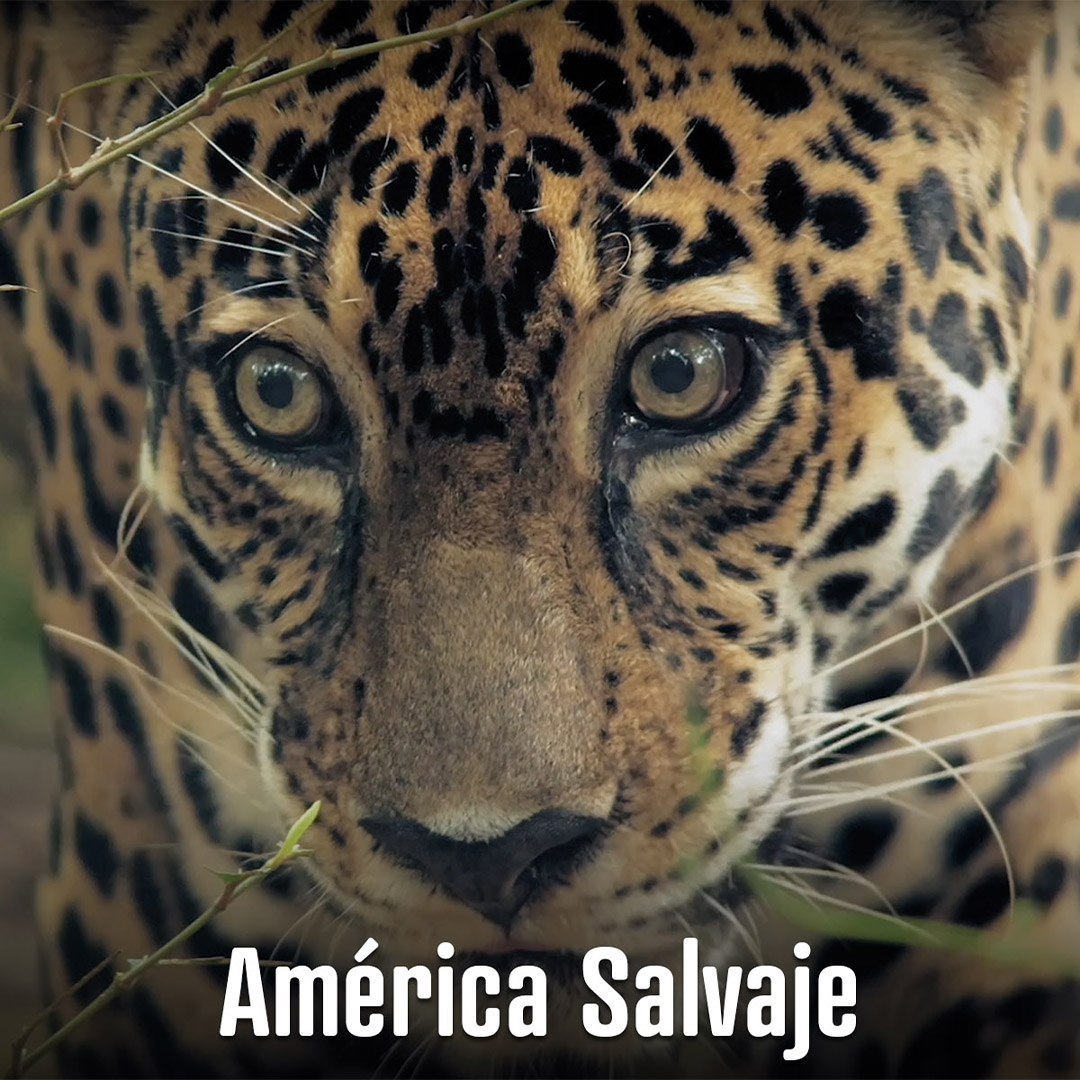 América Salvaje