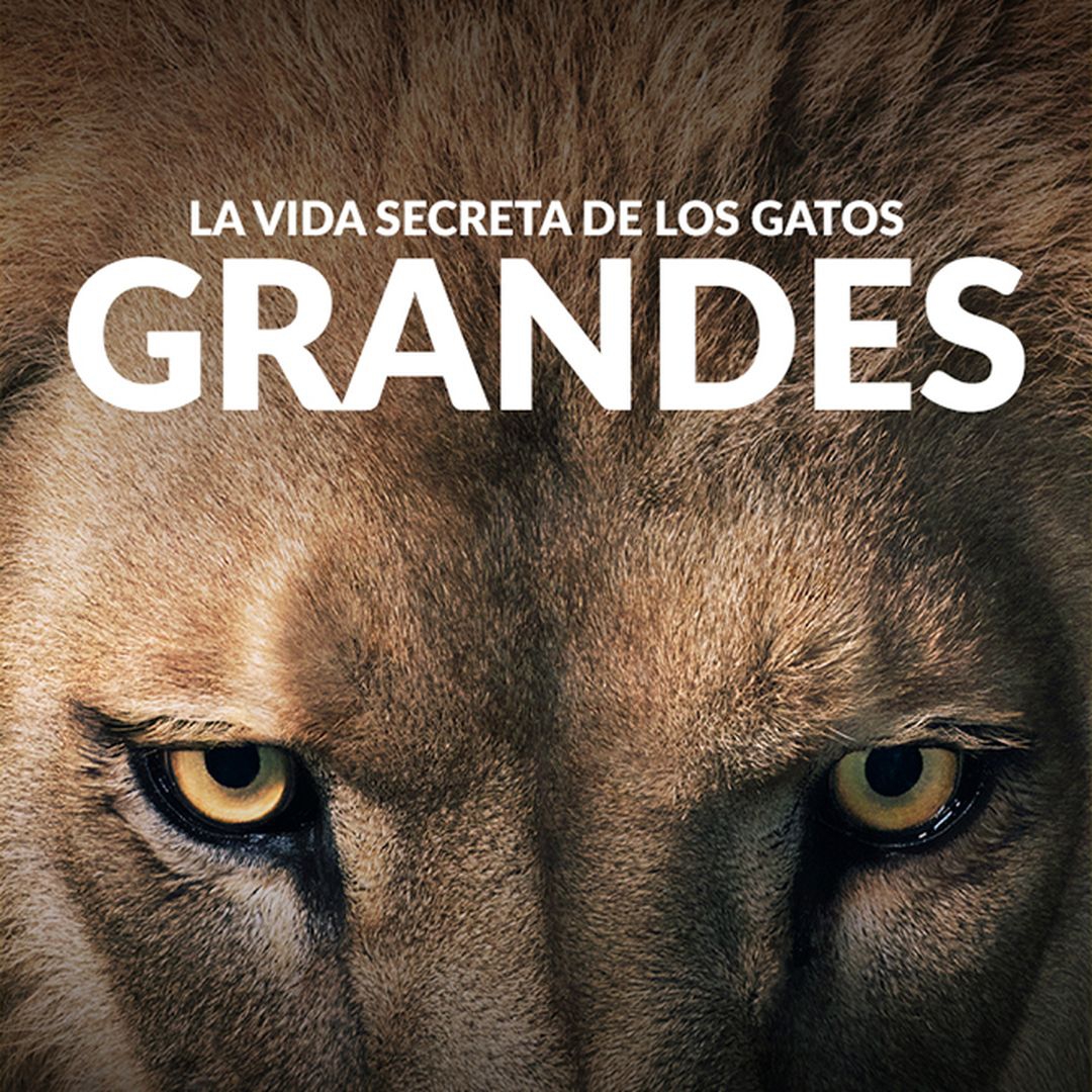 Las Vida Secreta de los Gatos Grandes