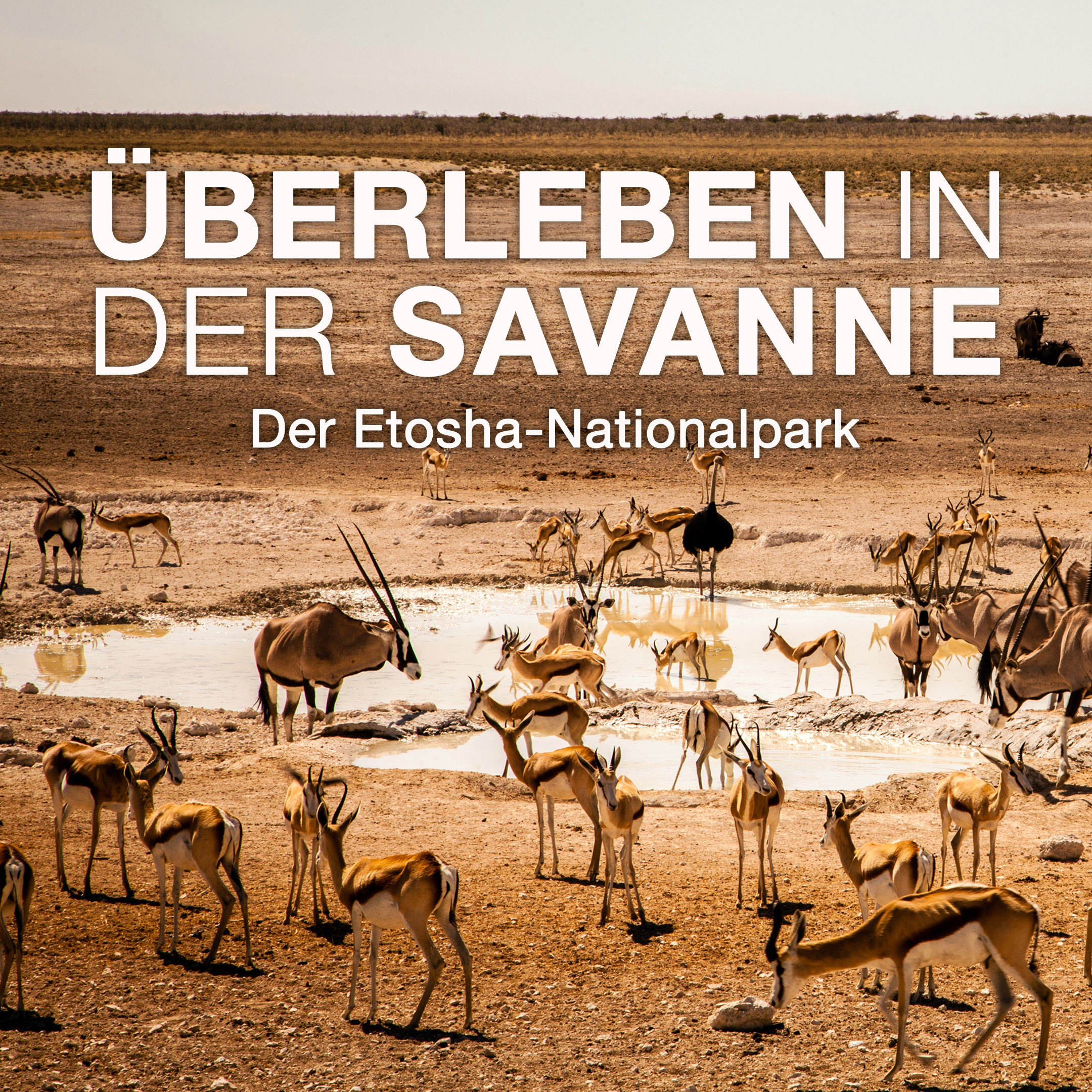 Überleben in der Savanne - Der Etosha-Nationalpark