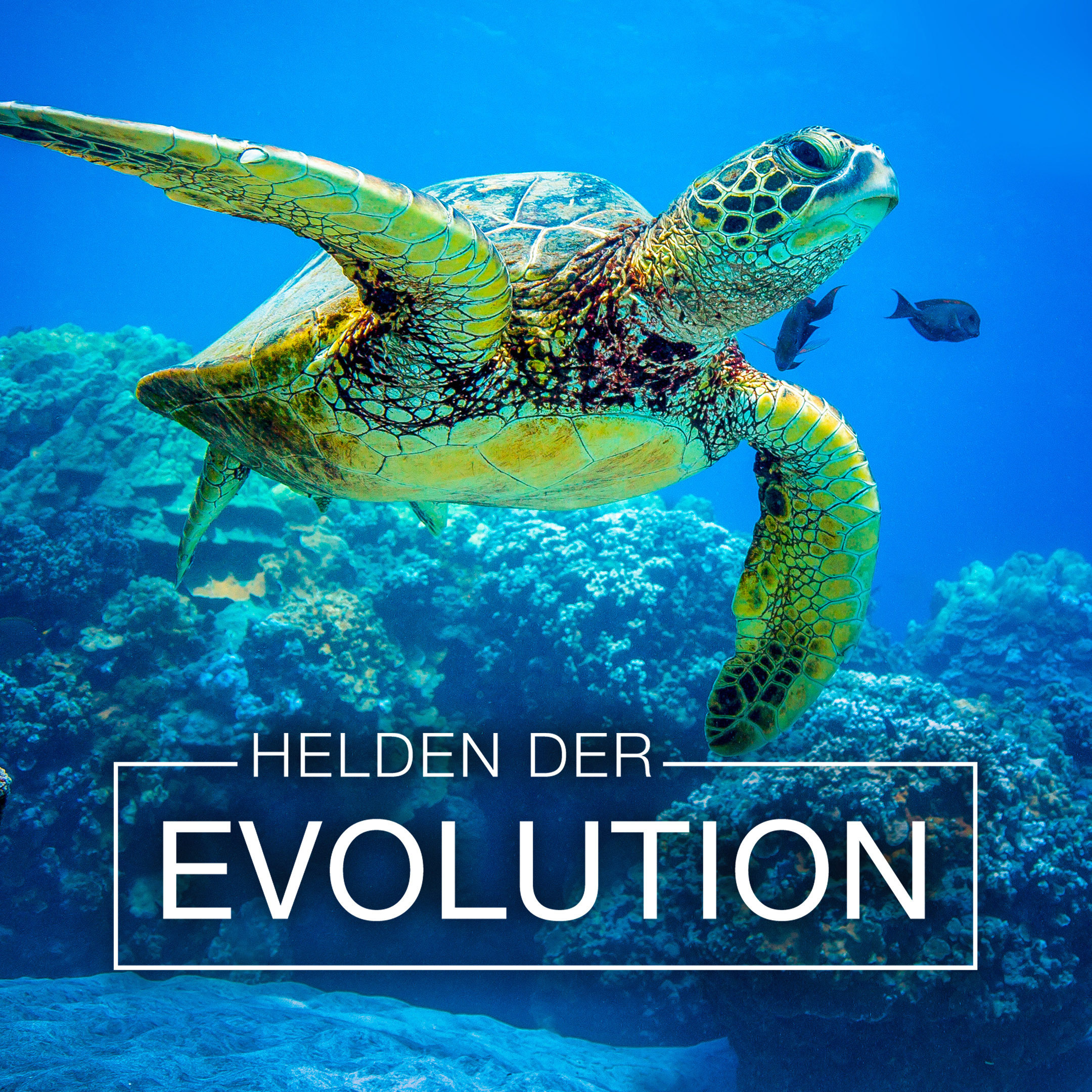 Helden der Evolution